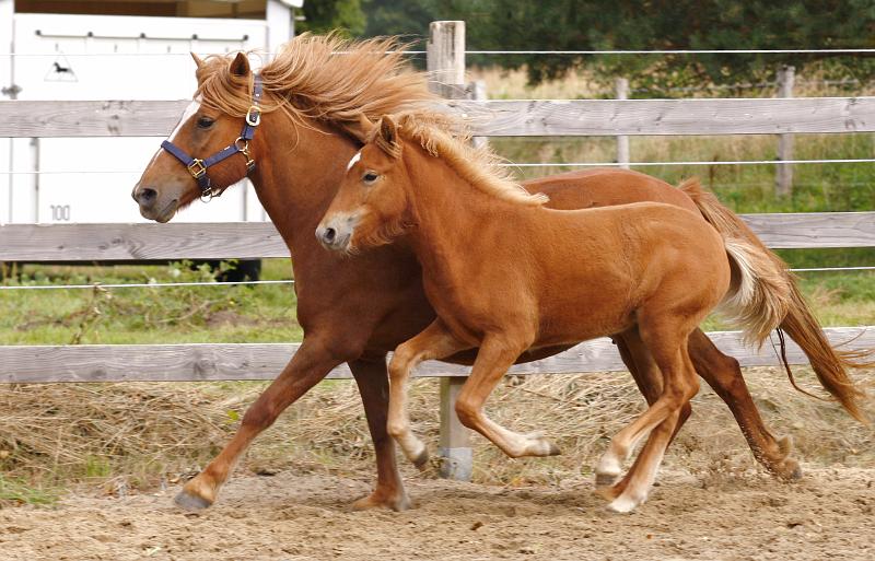Hofy von Heidmoor f.jpg